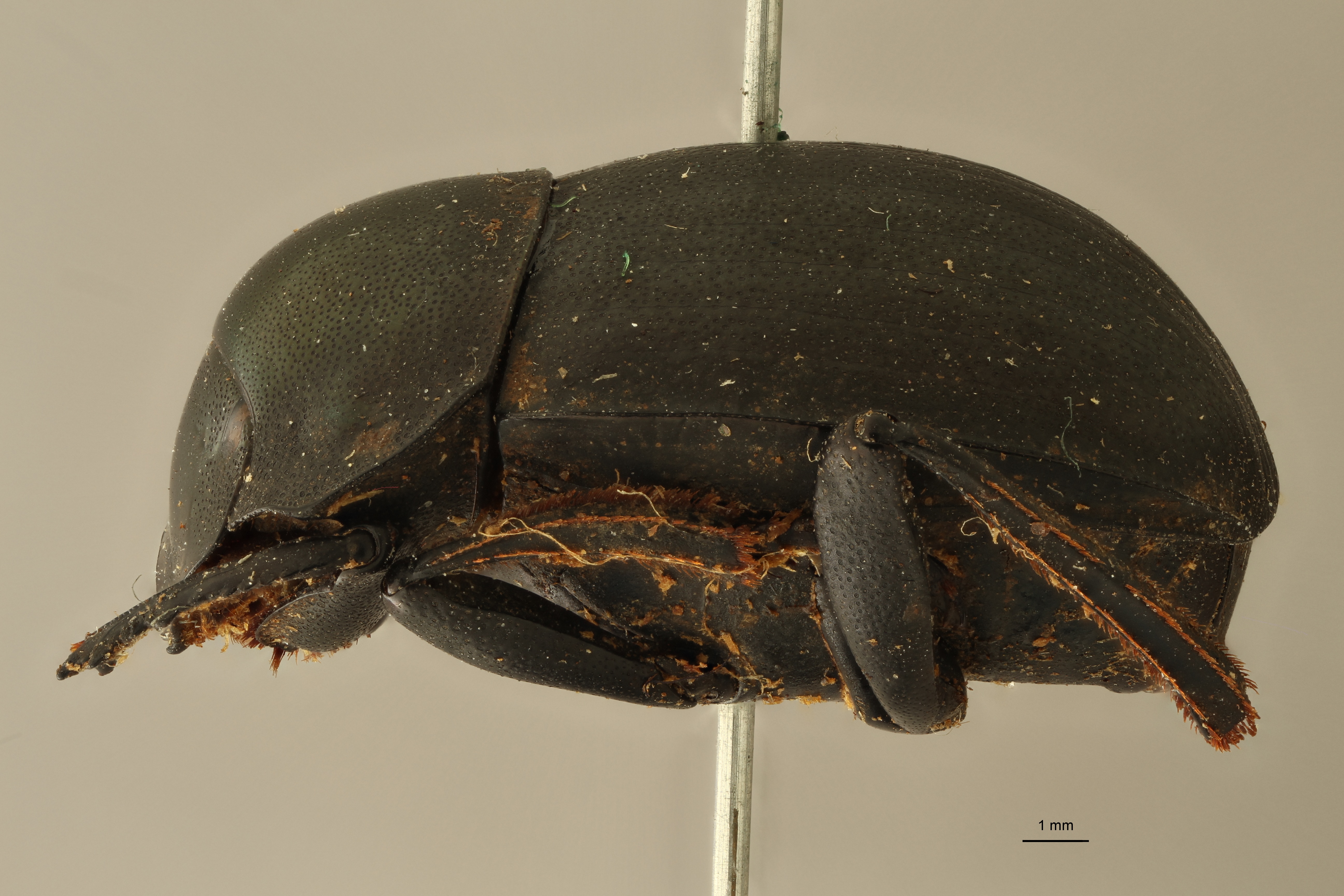 Anachalcos suturalis t L ZS PMax.jpg