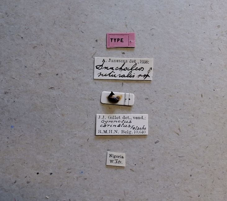 Anachalcos suturalis t Labels.jpg