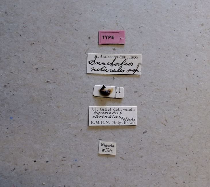 Anachalcos suturalis t Labels.jpg