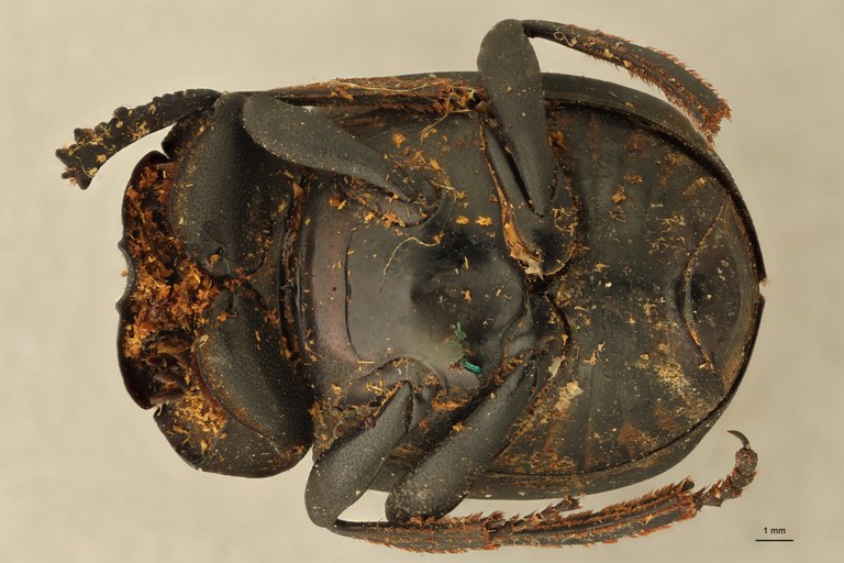 Anachalcos suturalis t V ZS PMax.jpg