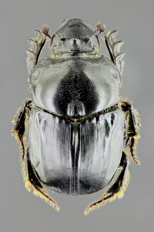 Bubas bison f 34616zs44.jpg Bubas bison f 34616zs44.jpg