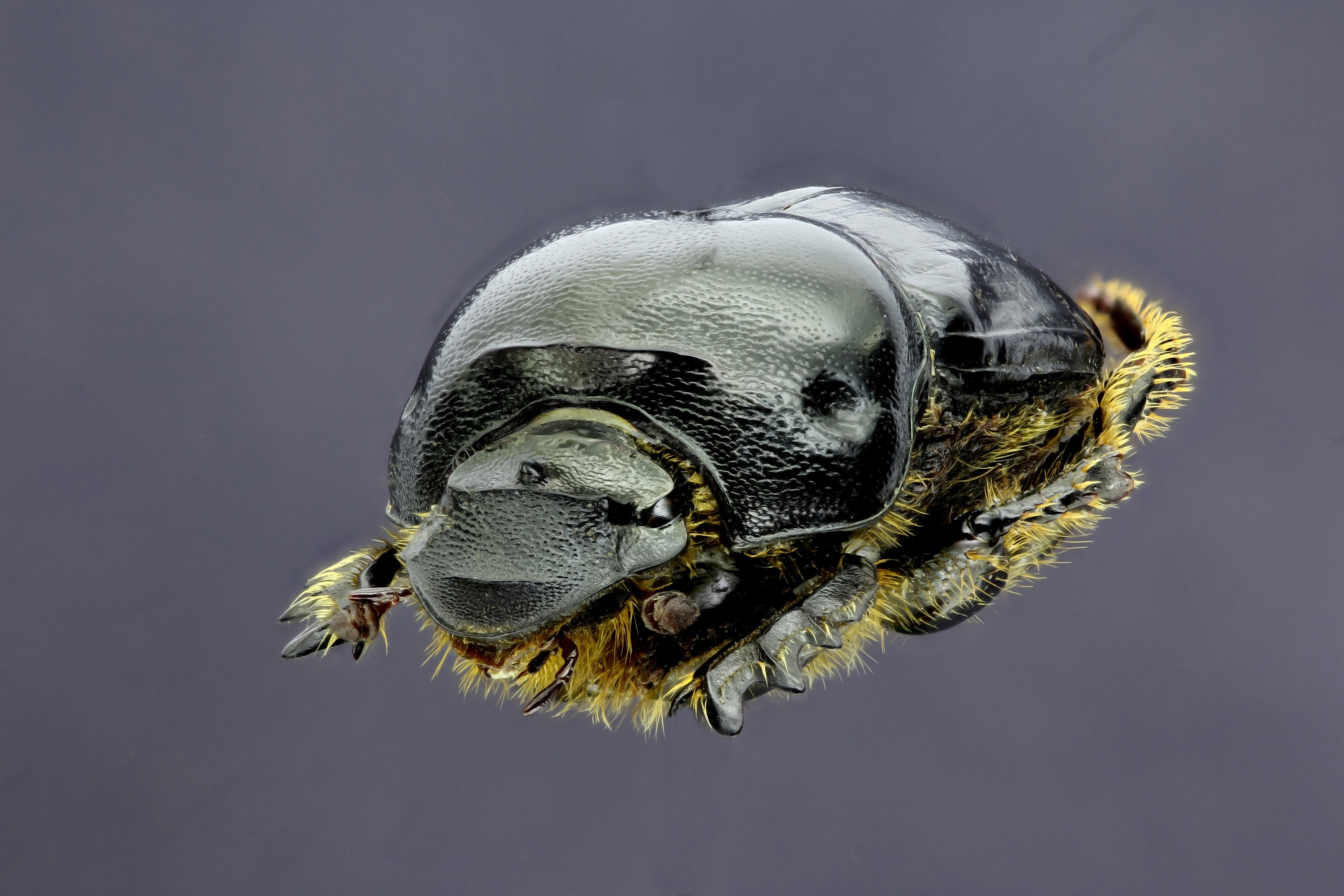 Bubas bison f 34645zs79.jpg