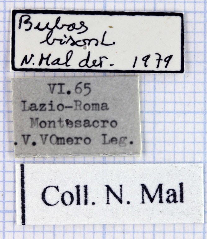 Bubas bison lable 34562.jpg Bubas bison lable 34562.jpg