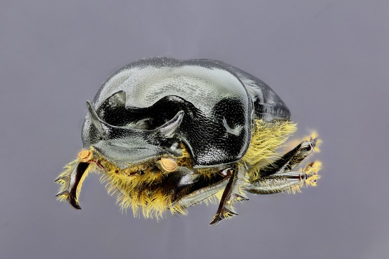 Bubas bison m 34564zs93.jpg Bubas bison m 34564zs93.jpg