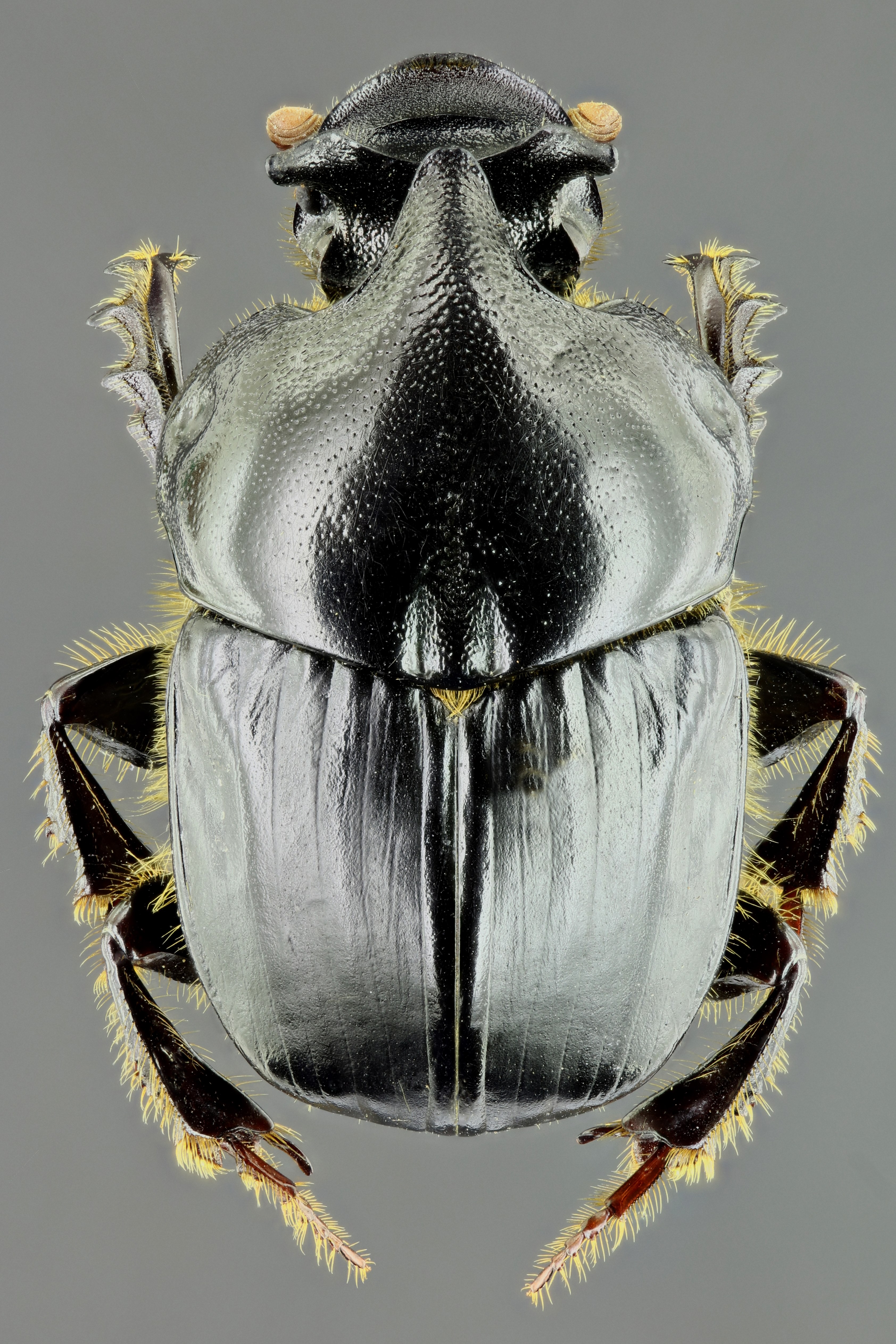 Bubas bison m 34594zs15.jpg