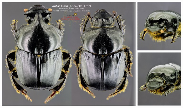 Bubas bison PL.jpg Bubas bison PL.jpg