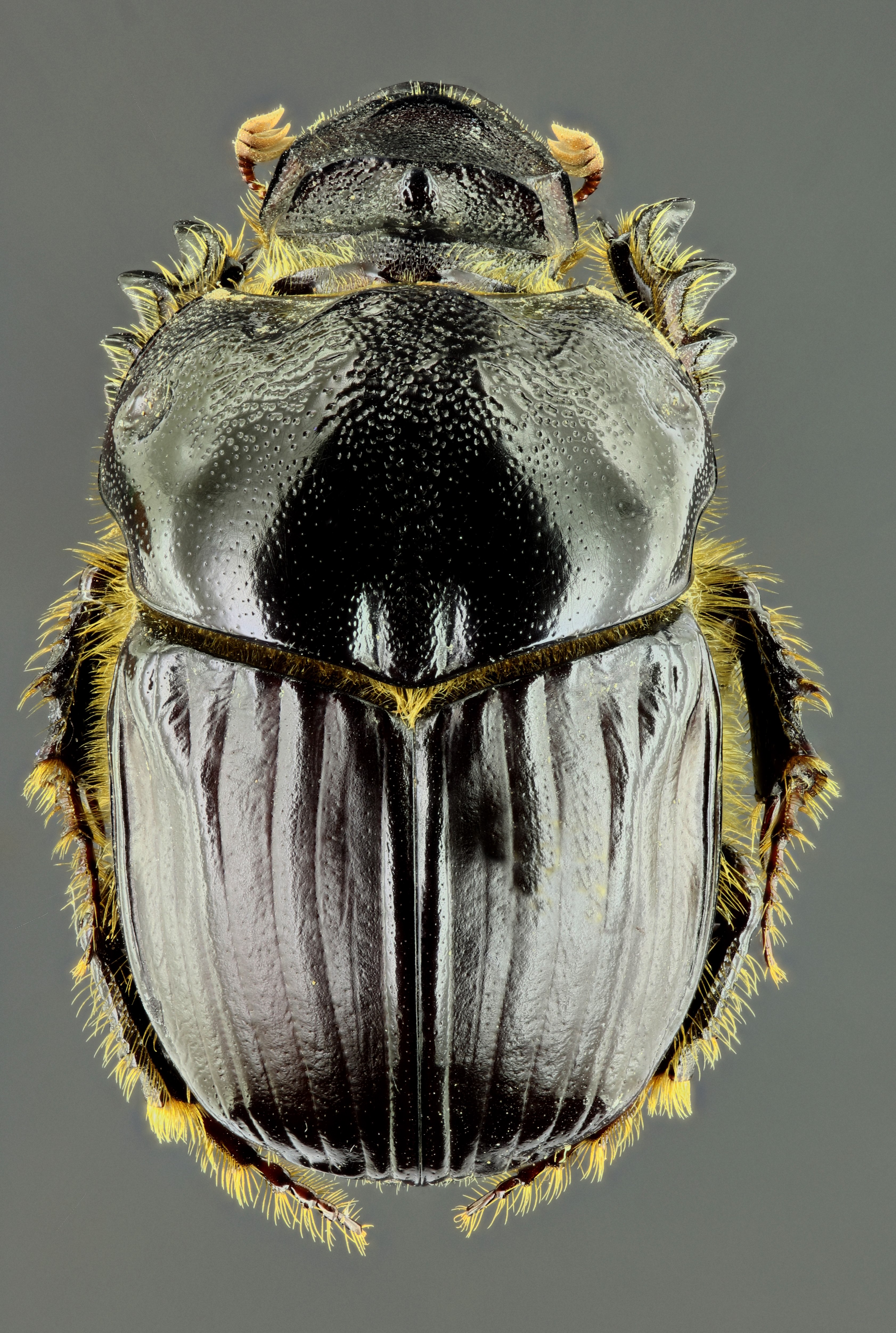 Bubas bubalus f 34742zs66.jpg