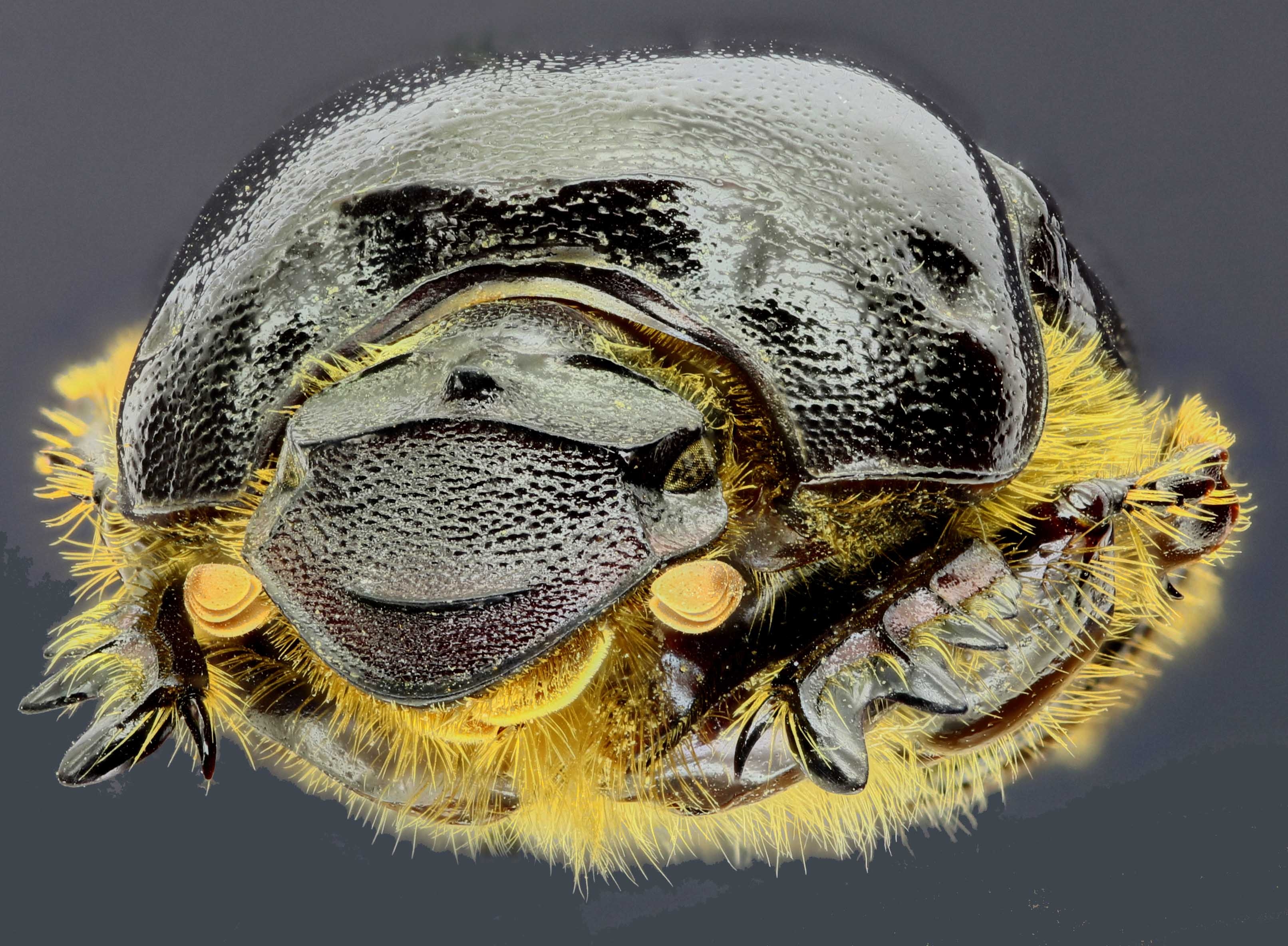 Bubas bubalus f 34767zs95.jpg