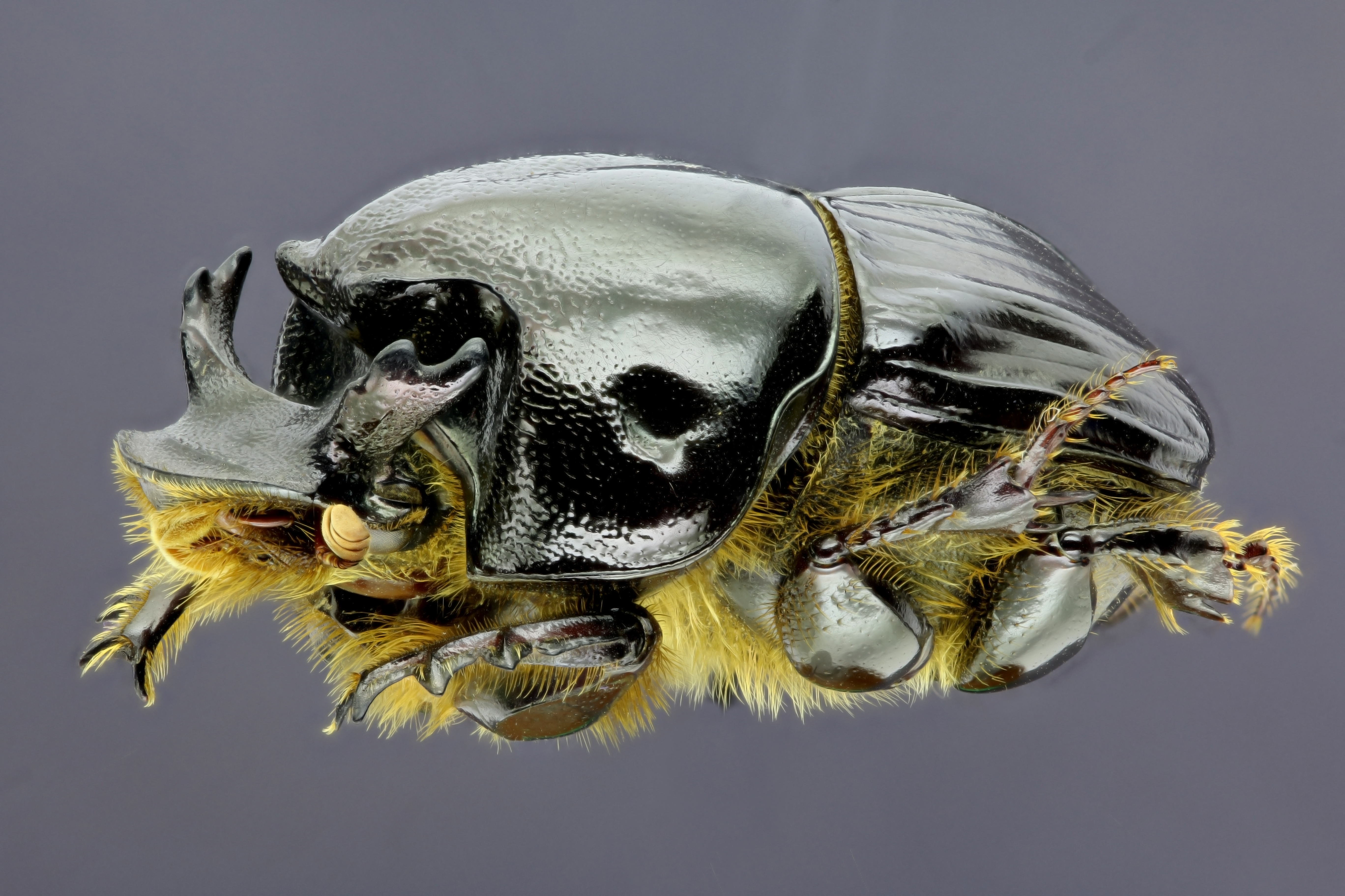 Bubas bubalus 34680zs07.jpg