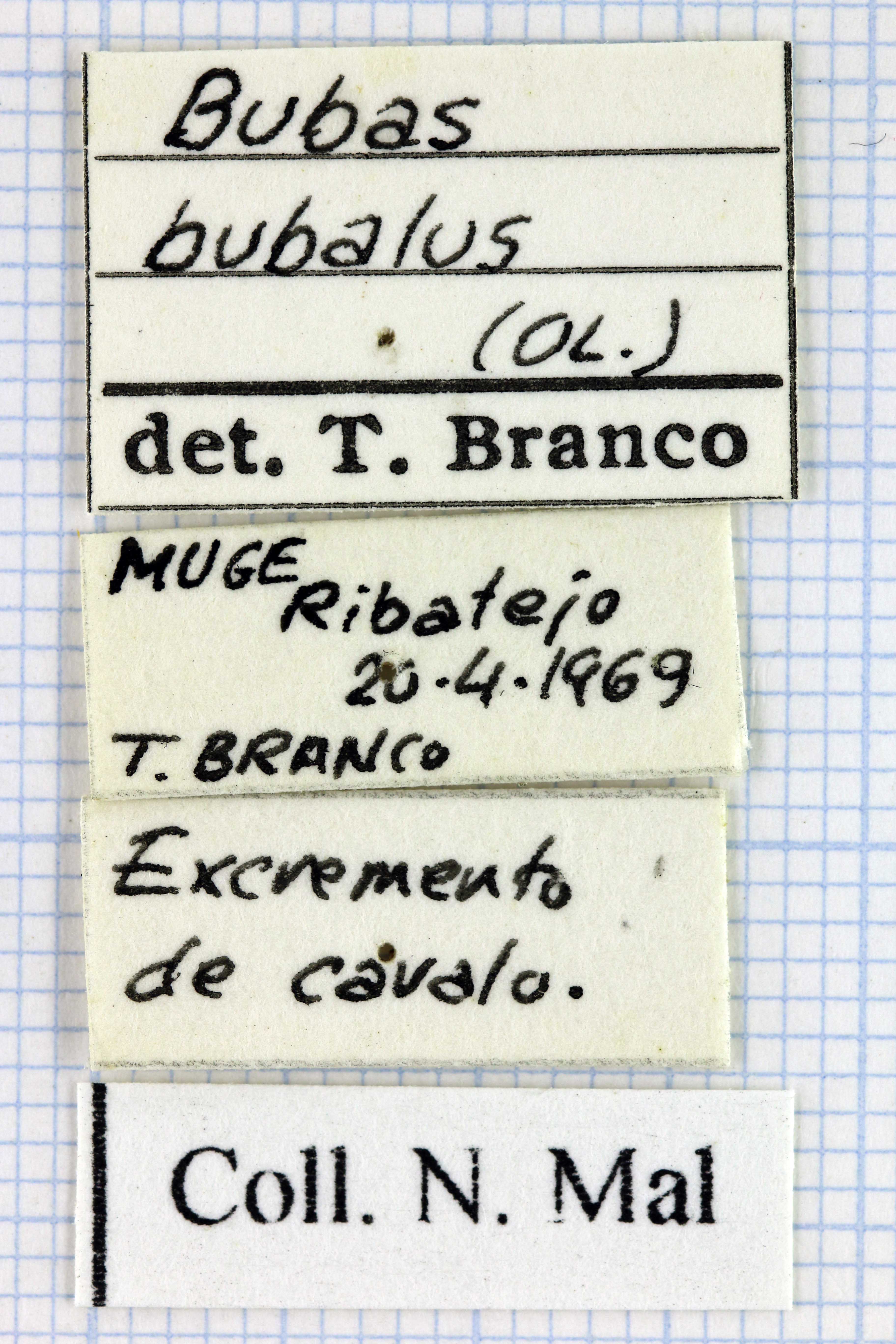 Bubas bubalus lablel 34741.jpg