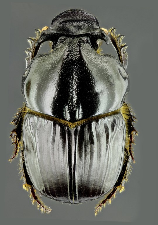 Bubas bubalus m 34708zs40.jpg Bubas bubalus m 34708zs40.jpg