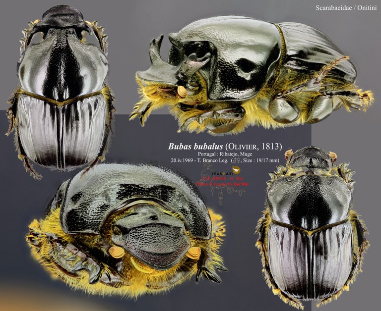 Bubas bubalus.jpg Bubas bubalus.jpg