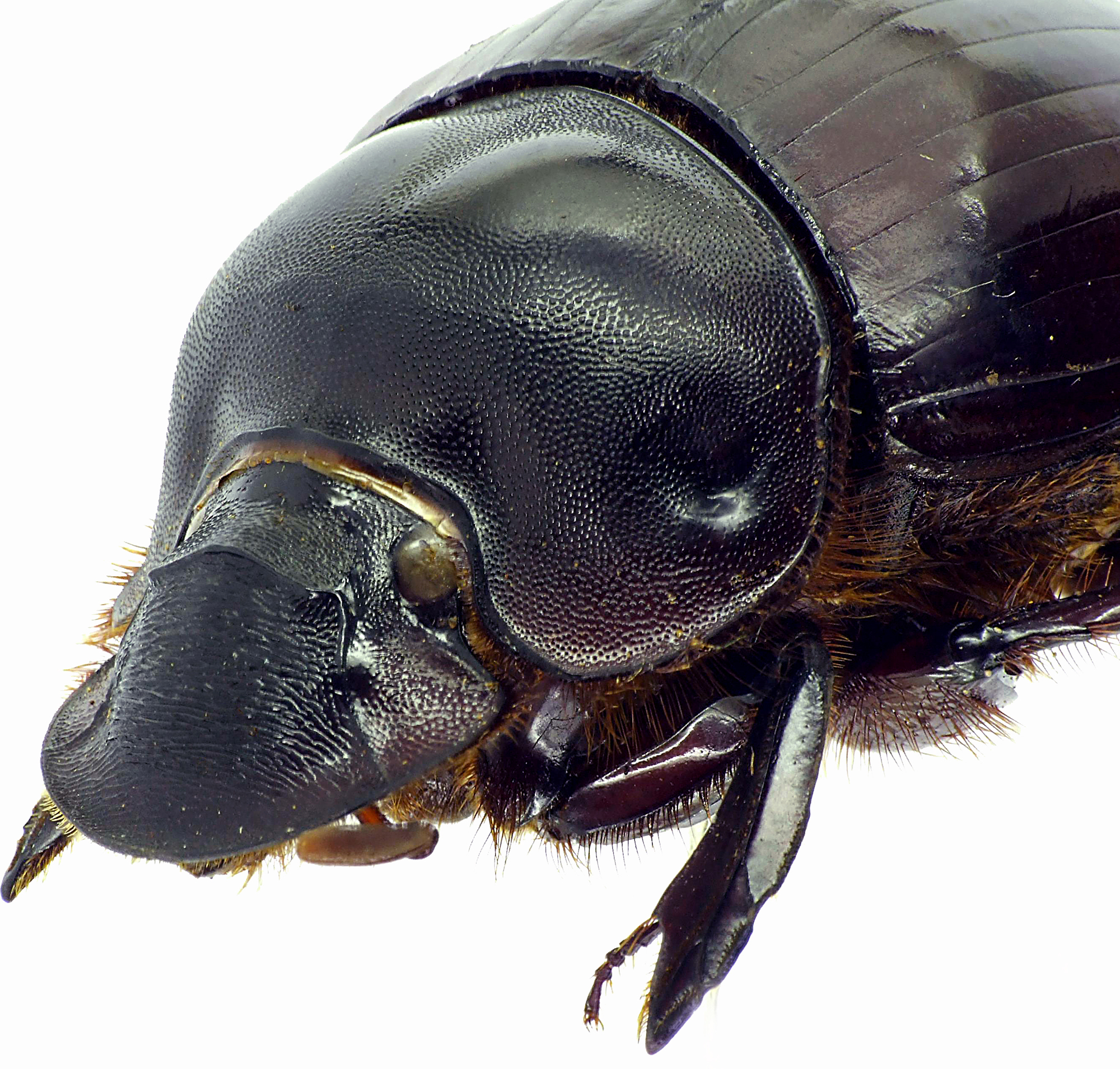 Catharsius bradshawi 27424cz28.jpg