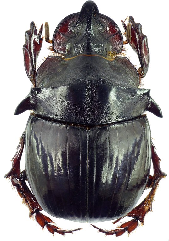 Catharsius bradshawi 27383cz91.jpg Catharsius bradshawi 27383cz91.jpg