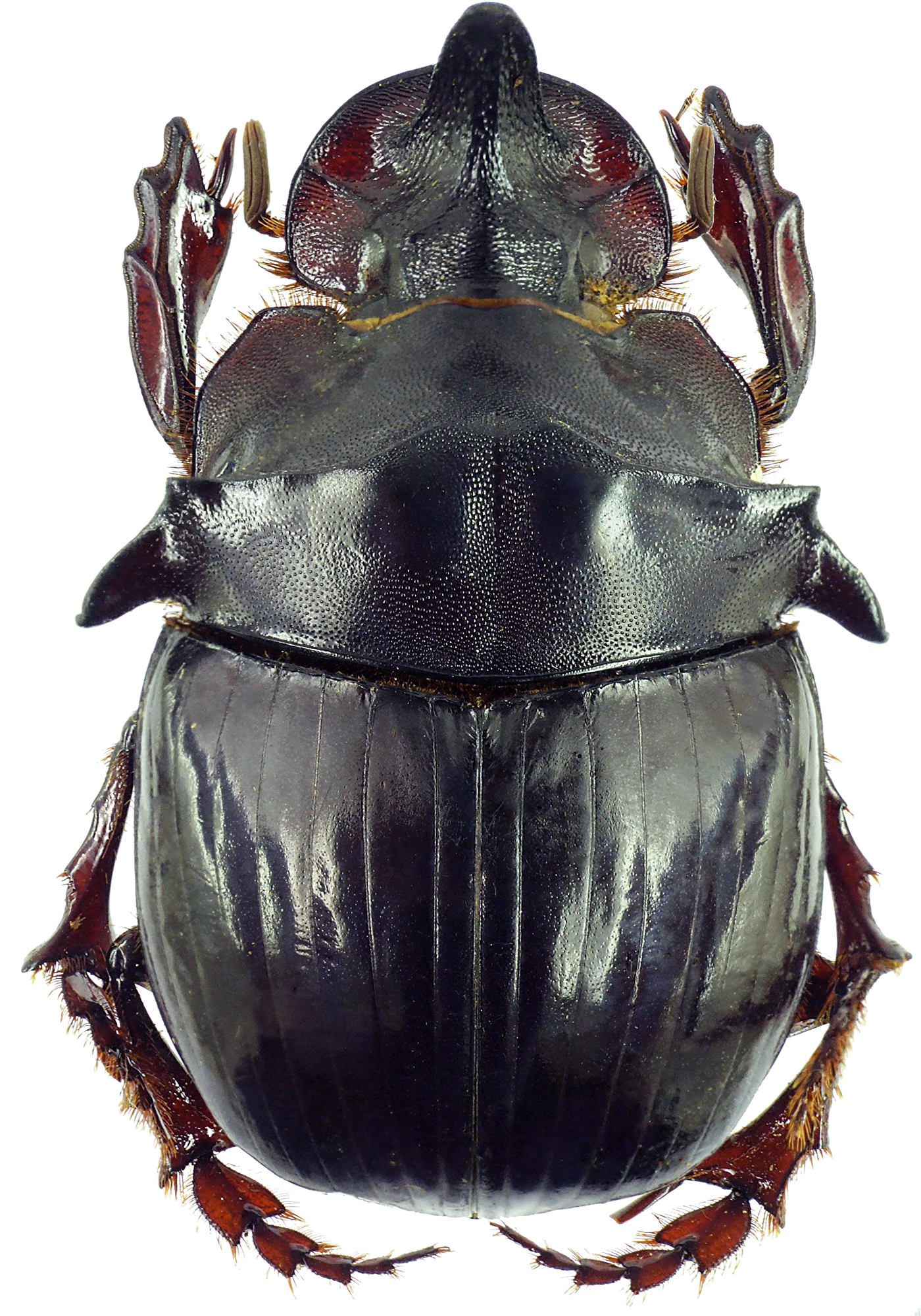 Catharsius bradshawi 27383cz91.jpg