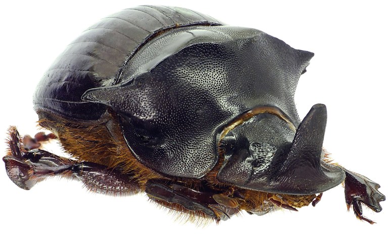 Catharsius bradshawi  27397cz11.jpg Catharsius bradshawi  27397cz11.jpg