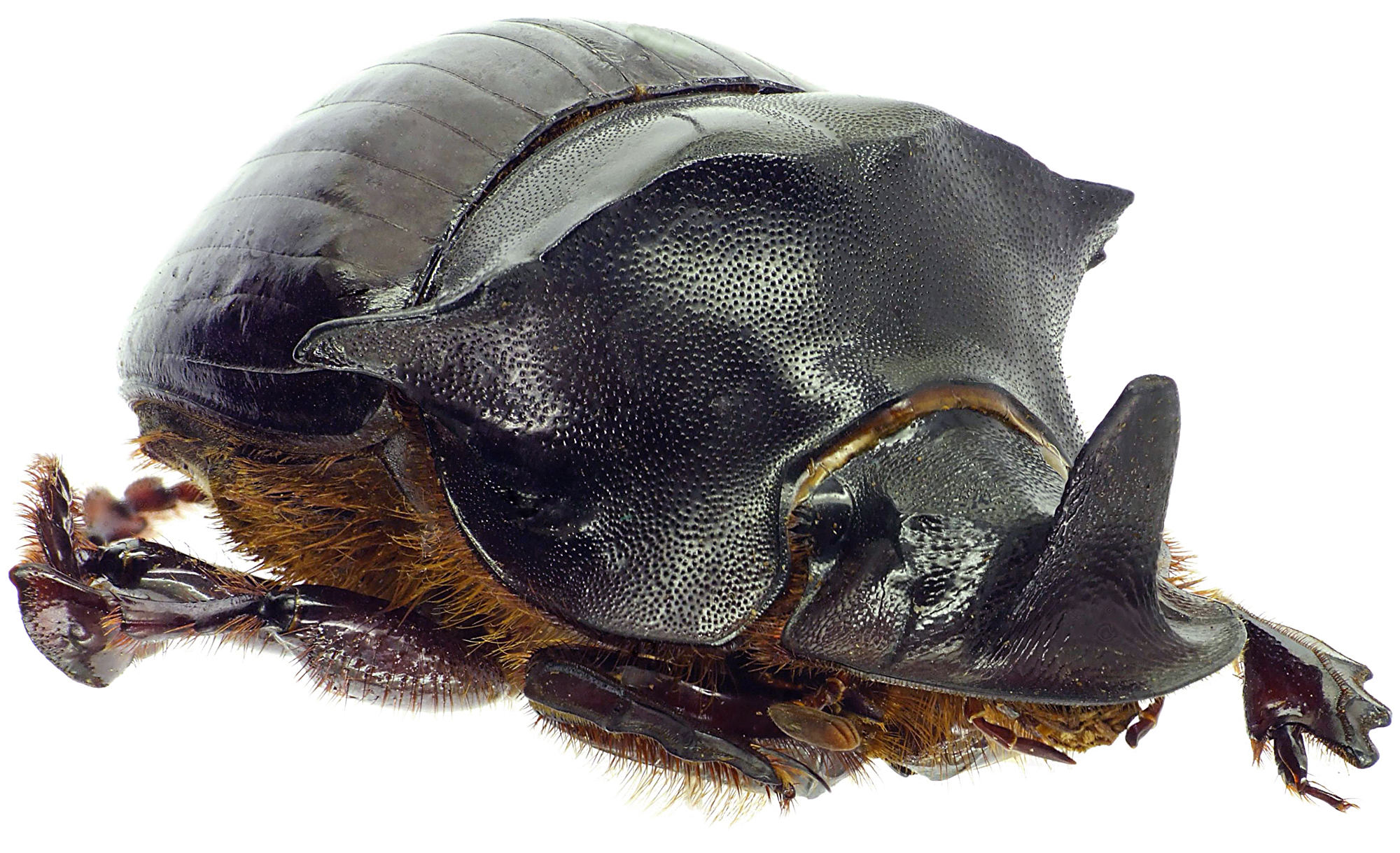 Catharsius bradshawi  27397cz11.jpg