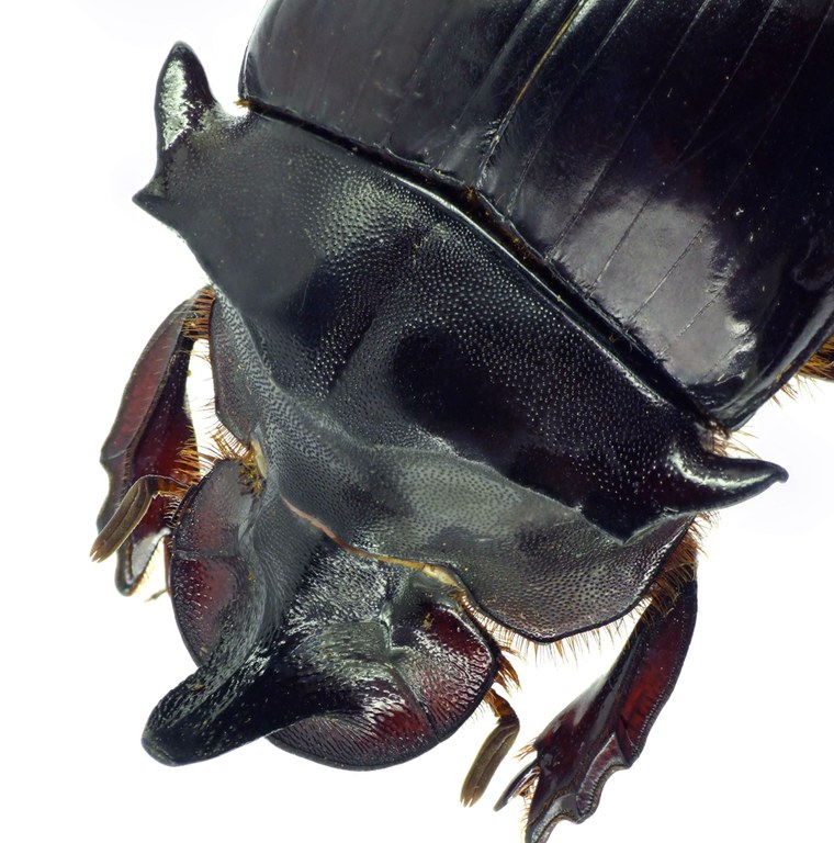 Catharsius bradshawi 27412cz16.jpg Catharsius bradshawi 27412cz16.jpg