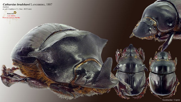 Catharsius bradshawi.jpg Catharsius bradshawi.jpg