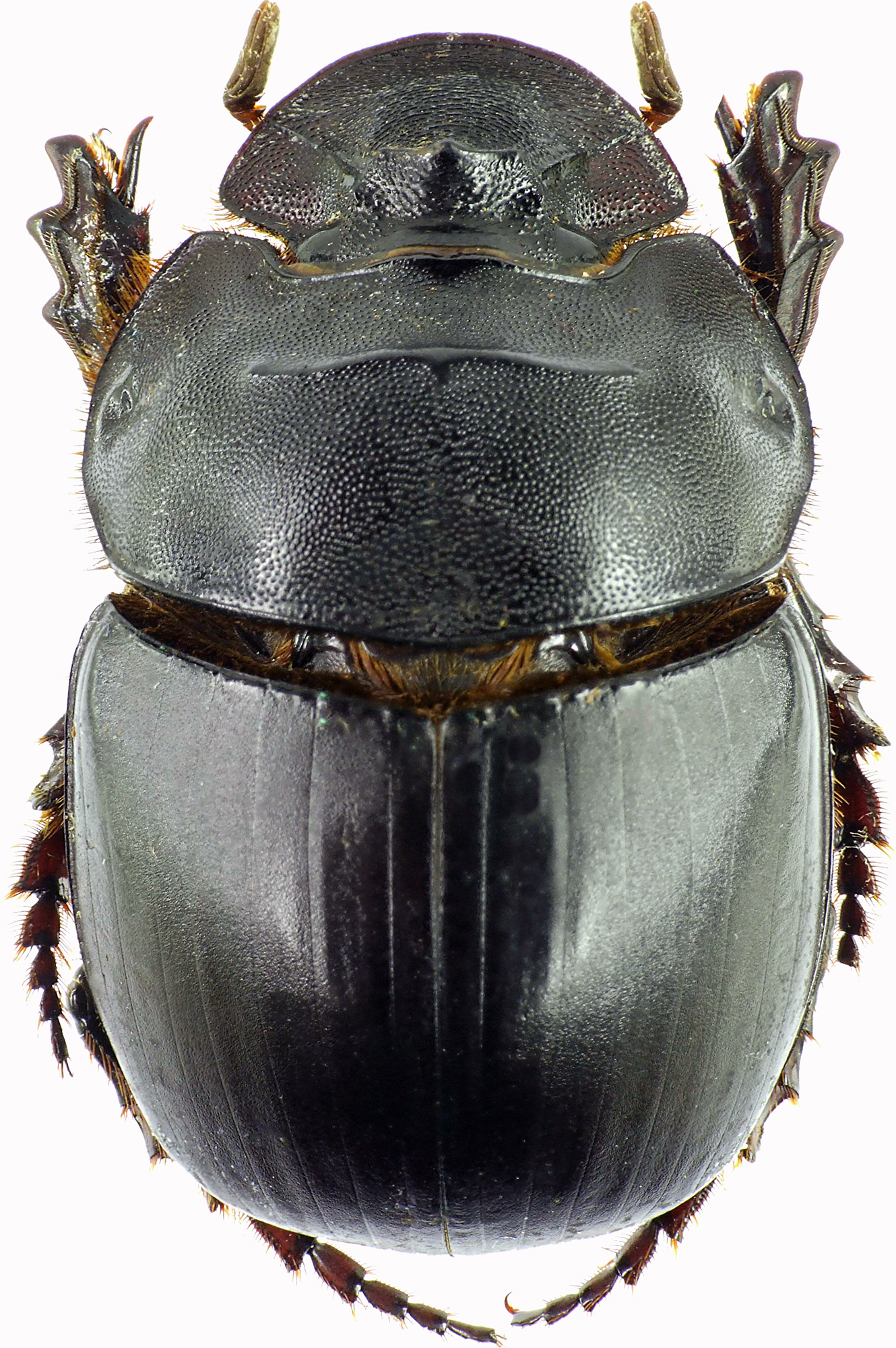 Catharsius dux 27477cz83.jpg