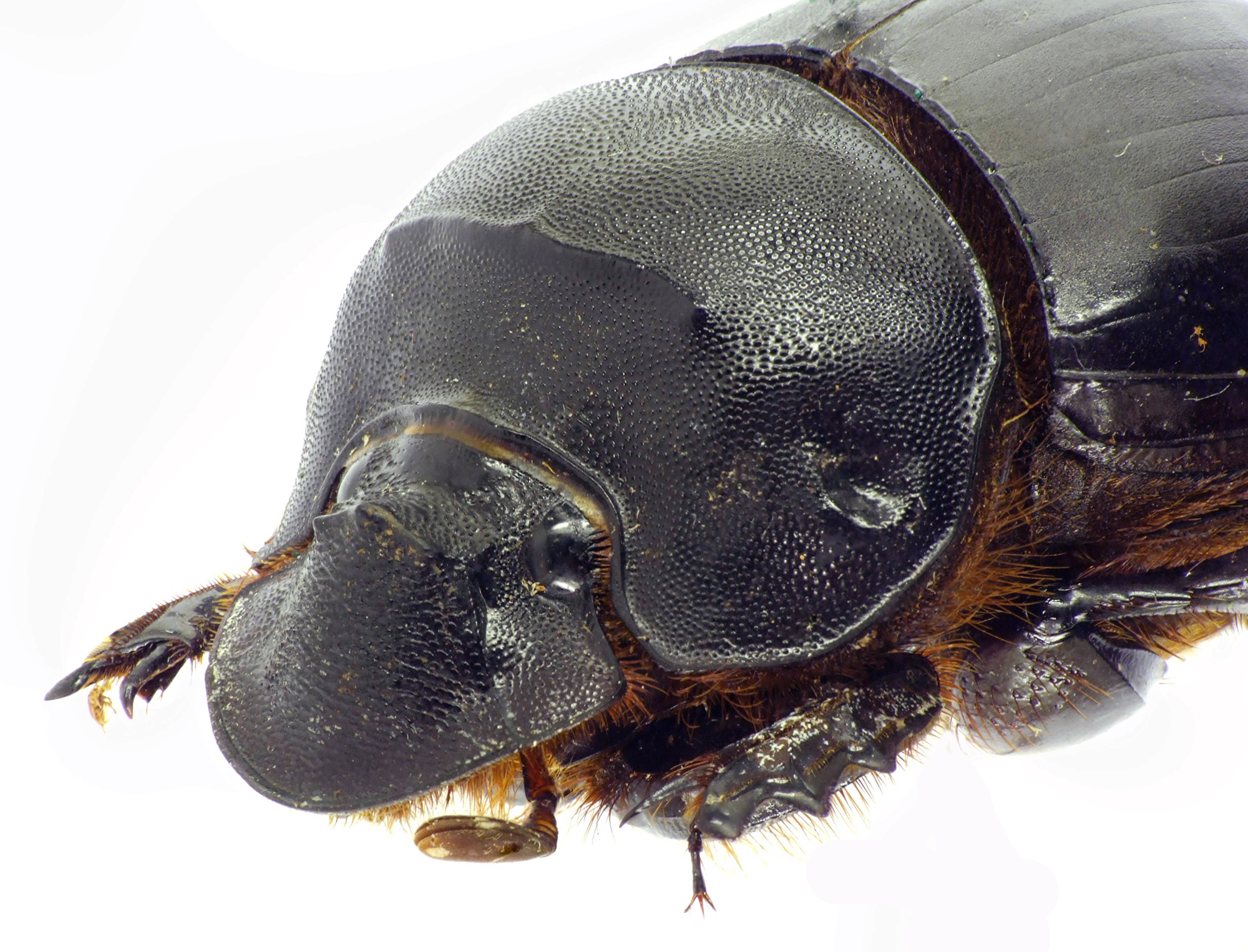 Catharsius dux 27494cz01.jpg