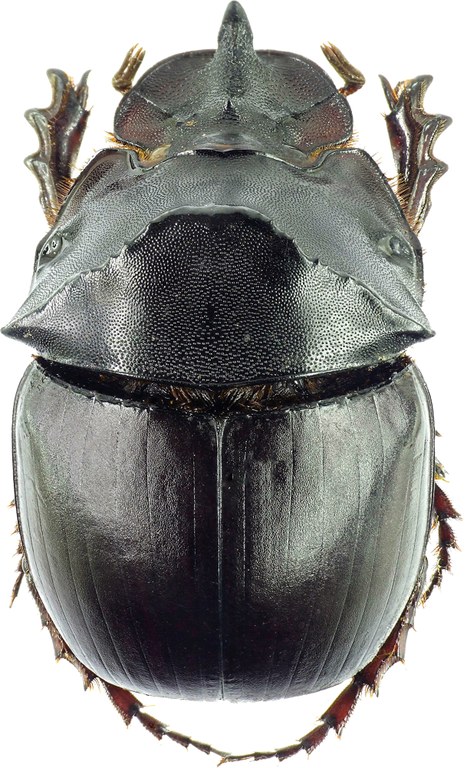 Catharsius dux 27470cz76.jpg Catharsius dux 27470cz76.jpg