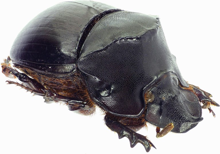 Catharsius dux 27484cz93.jpg Catharsius dux 27484cz93.jpg