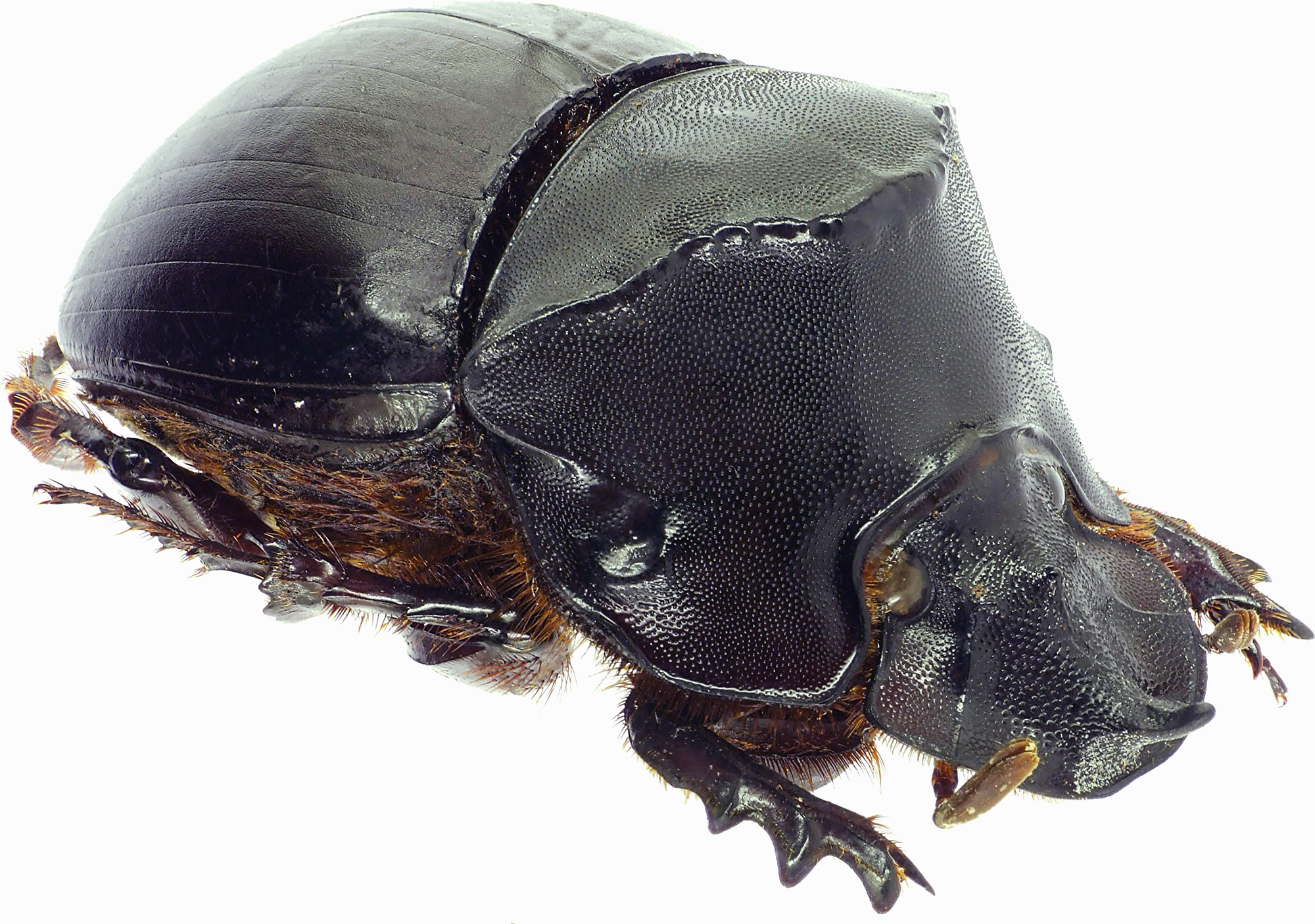 Catharsius dux 27484cz93.jpg