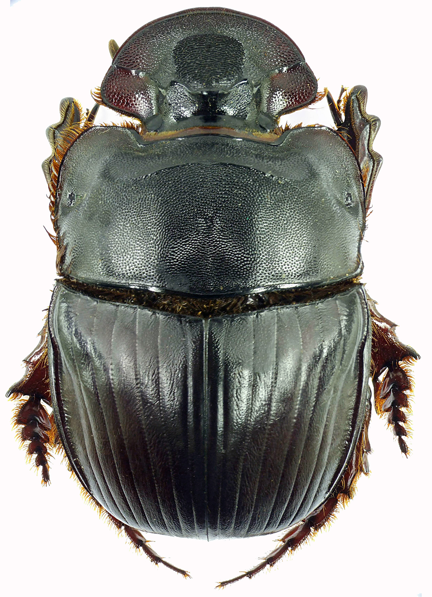 Catharsius heros 27371cz76.jpg