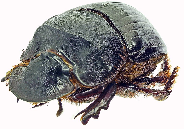 Catharsius heros 27377cz82.jpg Catharsius heros 27377cz82.jpg