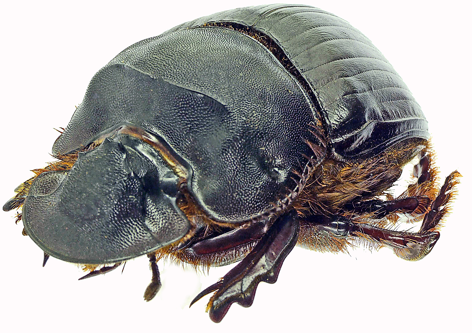 Catharsius heros 27377cz82.jpg