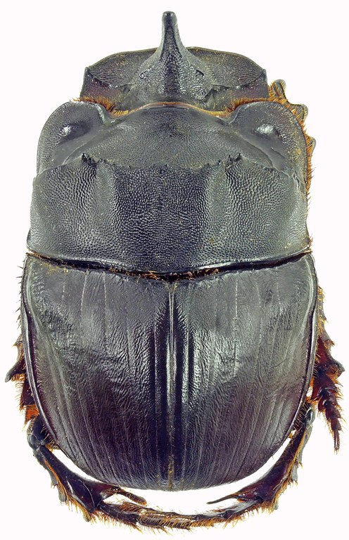 Catharsius heros 27353cz58.jpg Catharsius heros 27353cz58.jpg