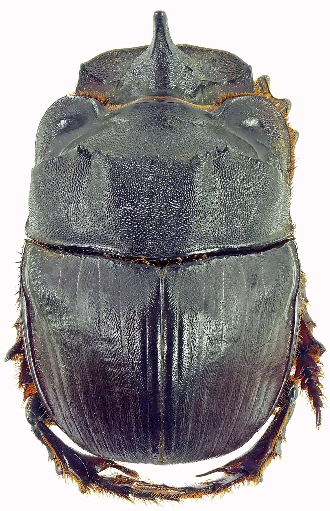 Catharsius heros 27353cz58.jpg