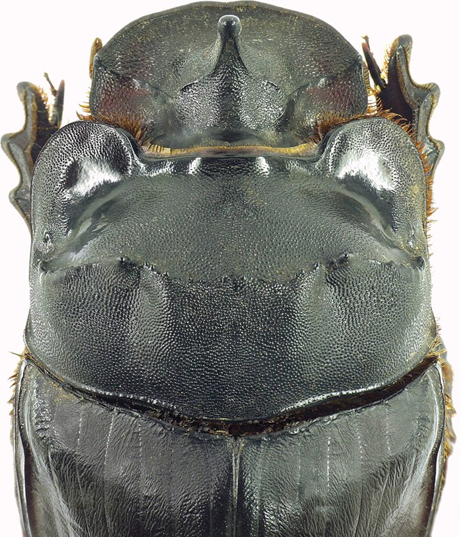 Catharsius heros 27359cz64.jpg Catharsius heros 27359cz64.jpg