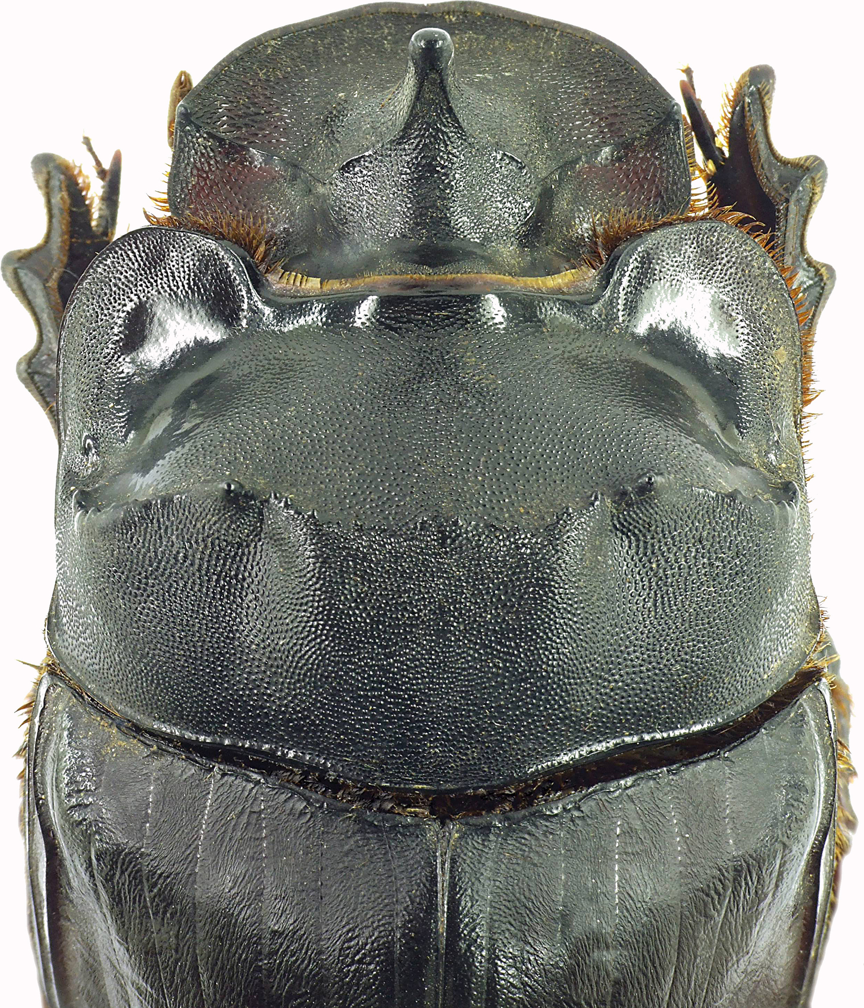 Catharsius heros 27359cz64.jpg