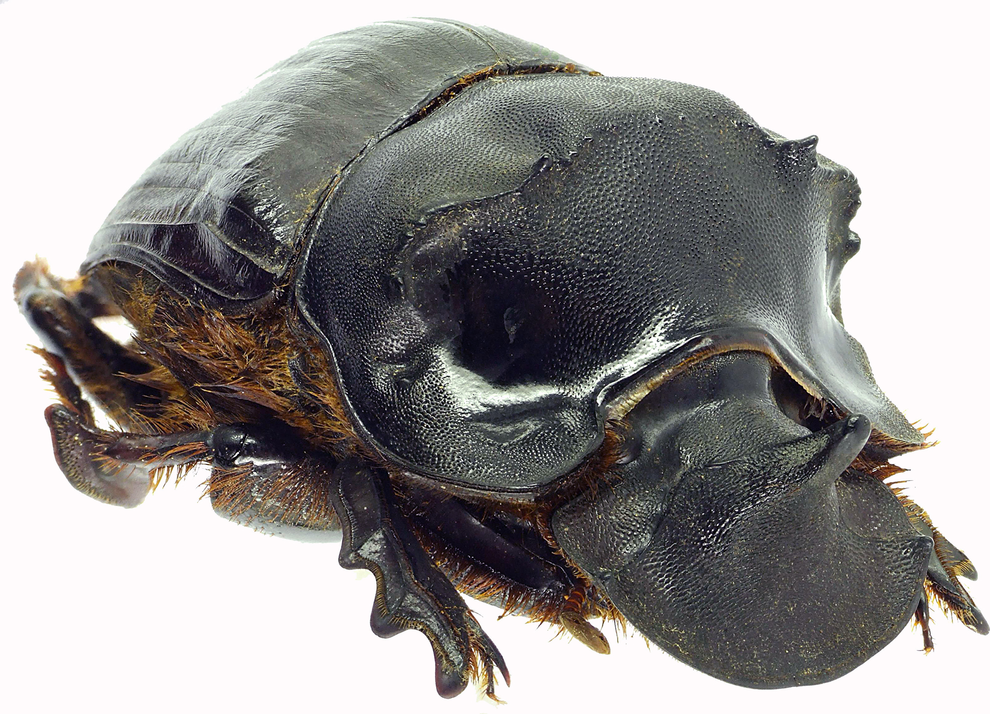 Catharsius heros 27365cz70.jpg