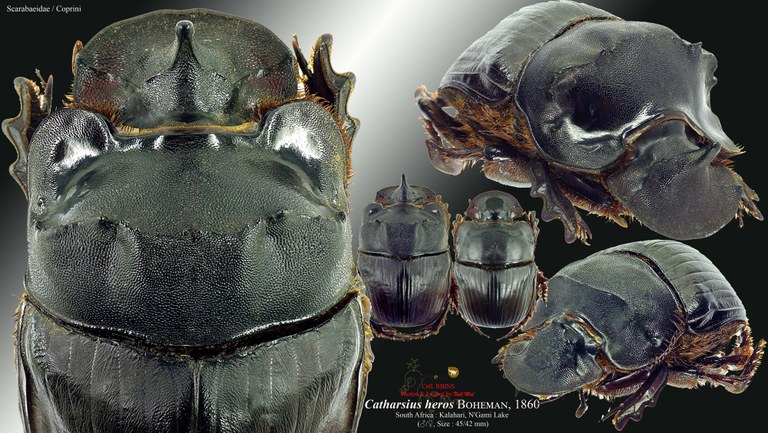 Catharsius heros.jpg Catharsius heros.jpg