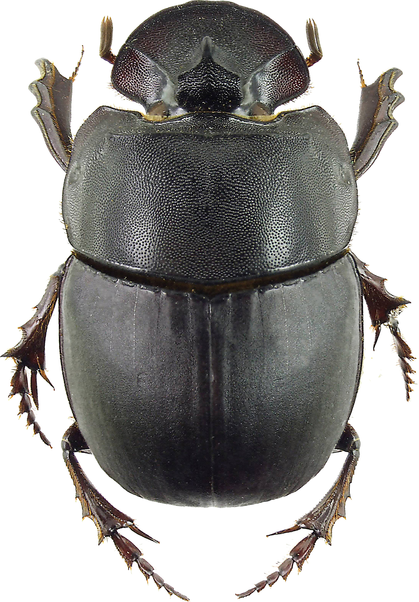 Catharsius molossus 2618 24.jpg