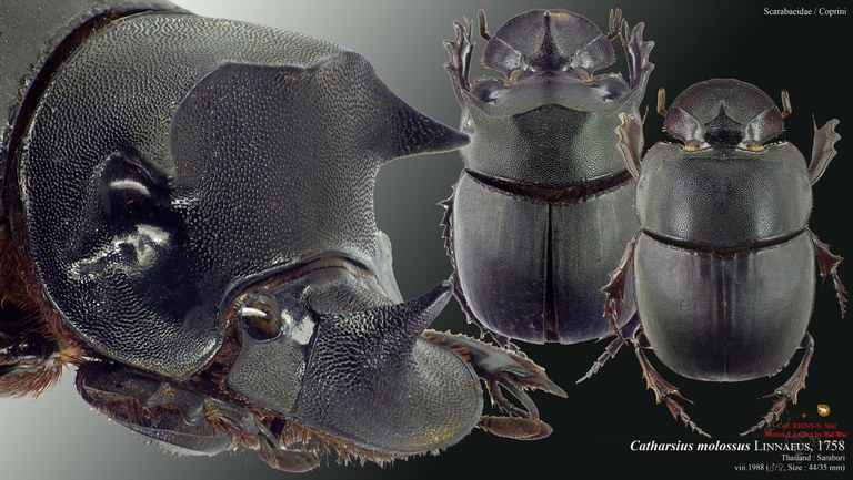 Catharsius molossus.jpg Catharsius molossus.jpg