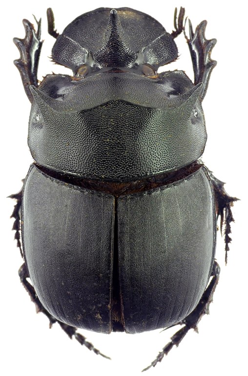 Catharsius molossus 12793cz98.jpg Catharsius molossus 12793cz98.jpg