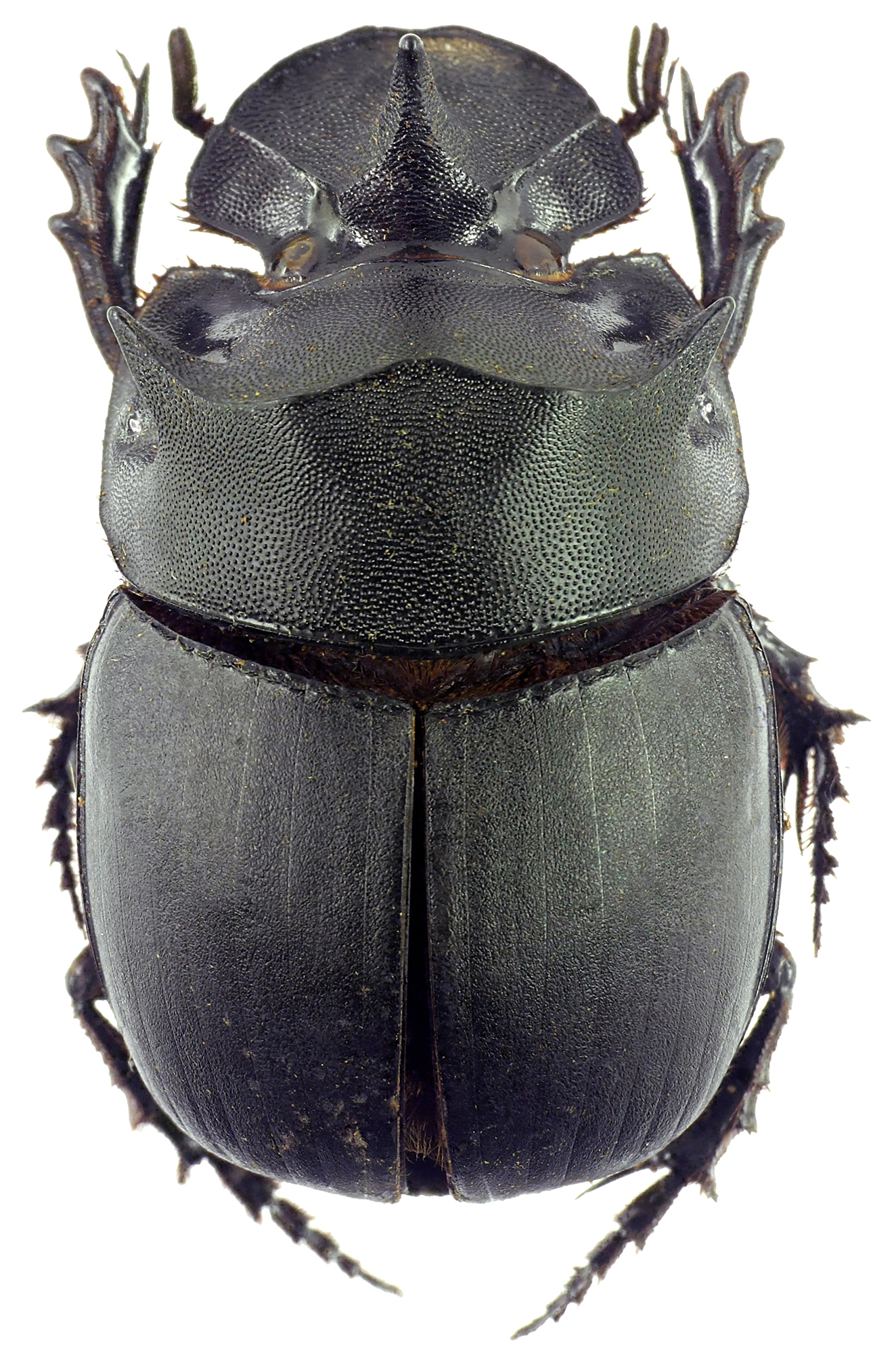 Catharsius molossus 12793cz98.jpg