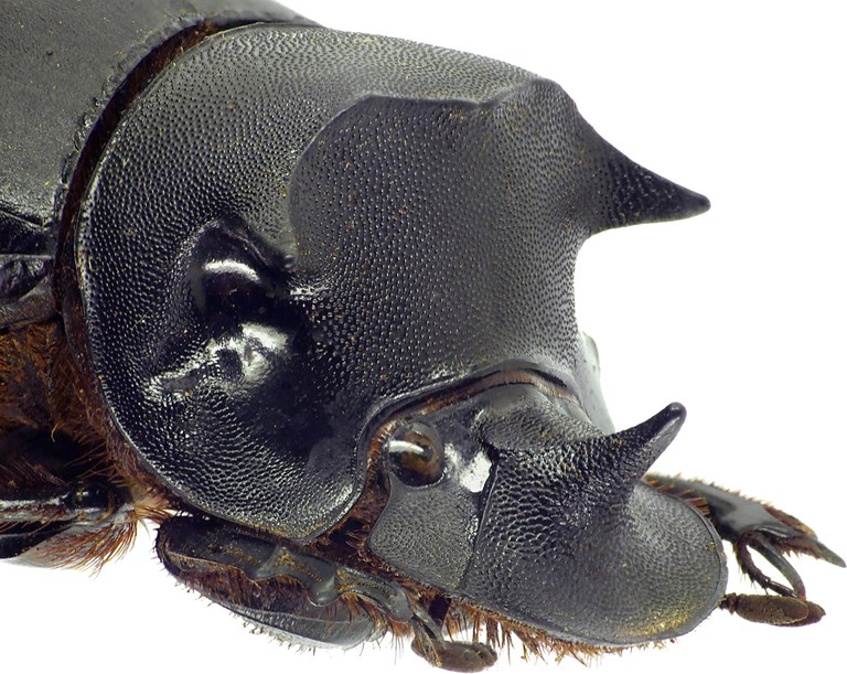 catharsius molossus 12799cz05.jpg catharsius molossus 12799cz05.jpg