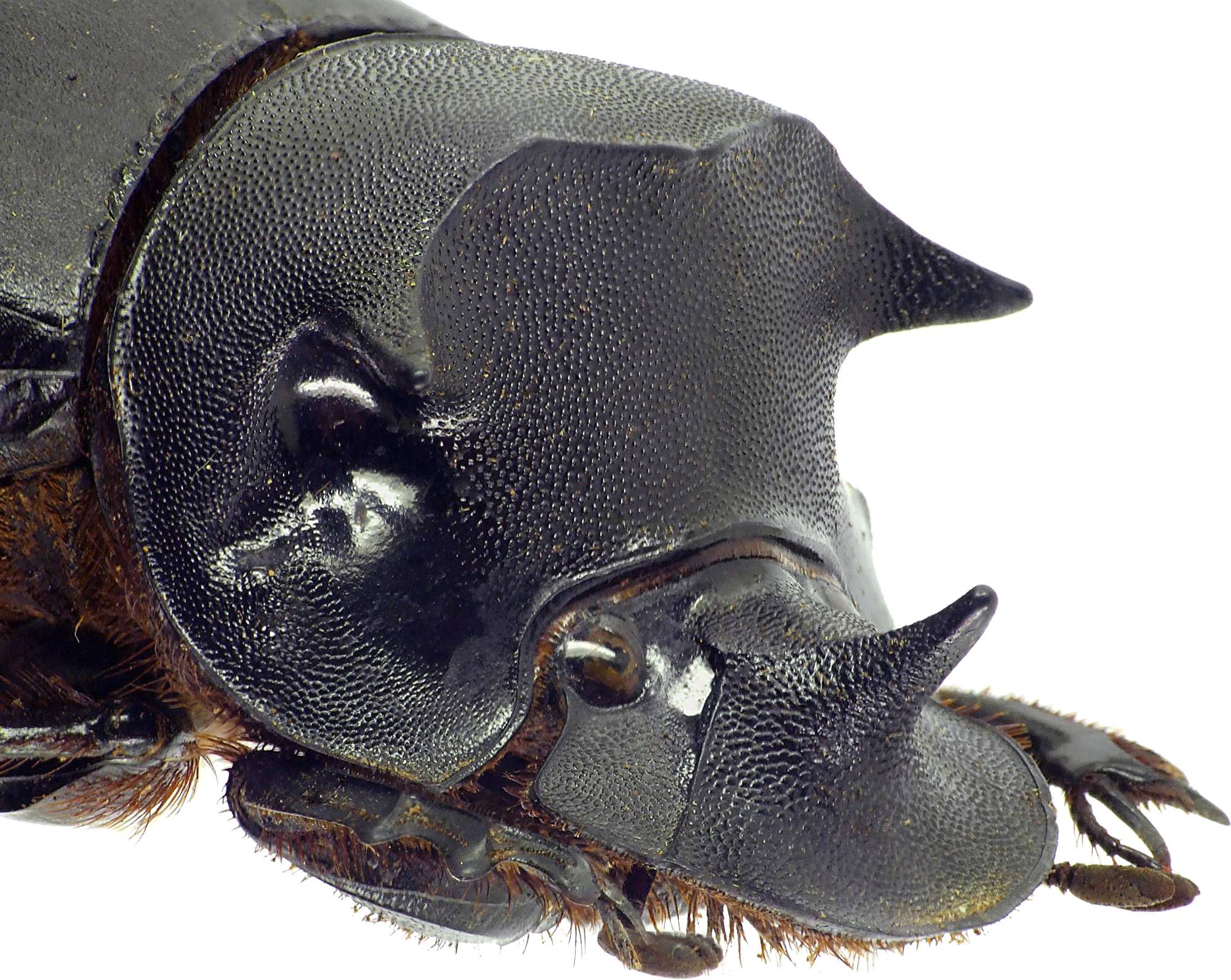 catharsius molossus 12799cz05.jpg