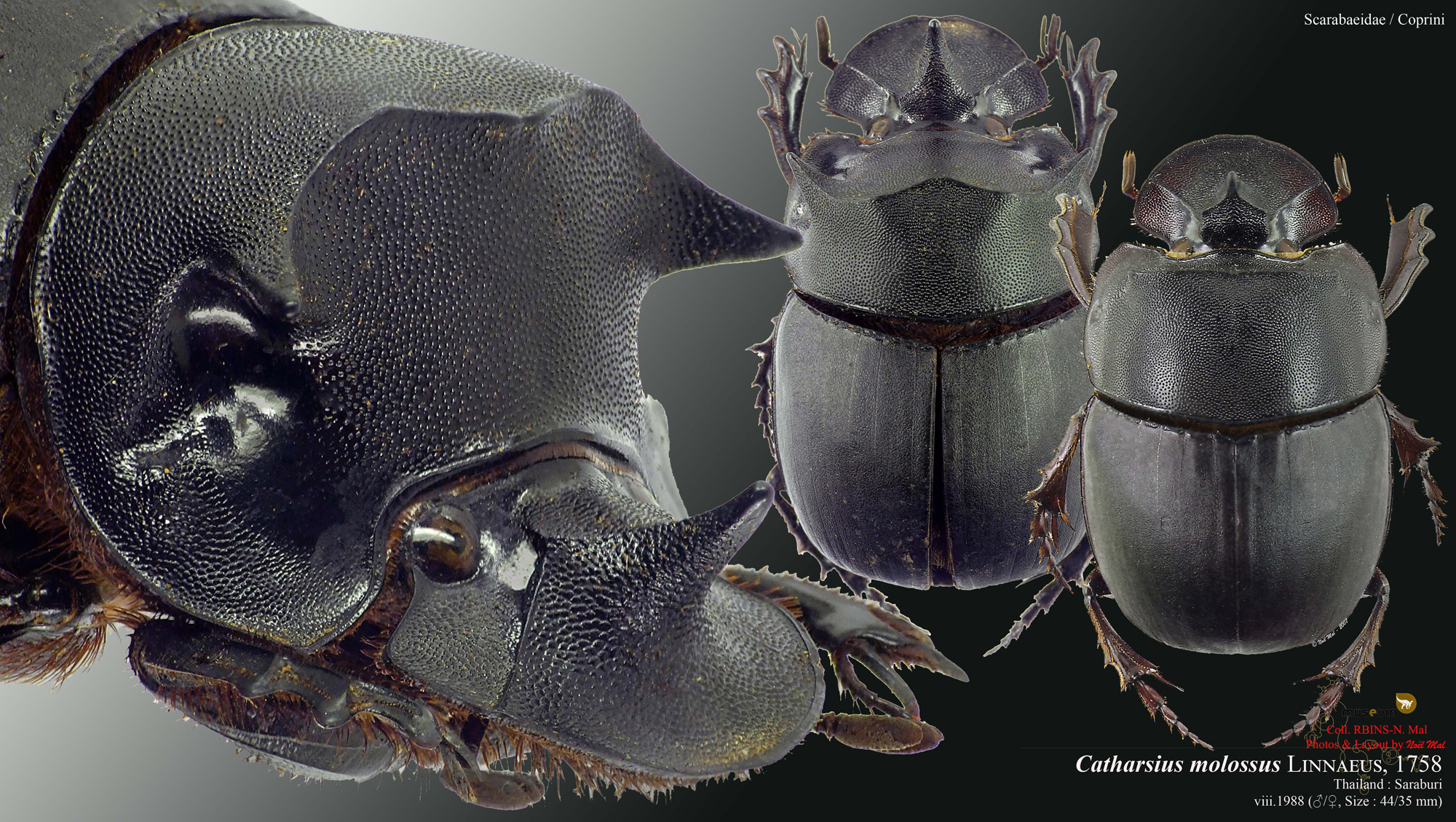 Catharsius molossus.jpg