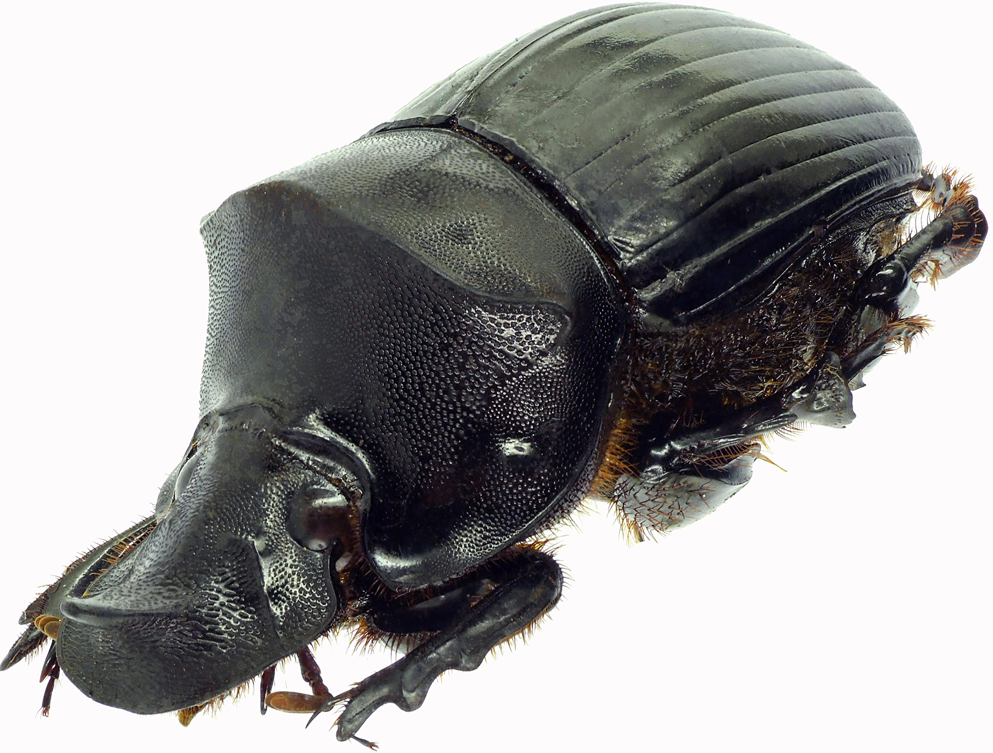 Catharsius obtusicornis 27510cz20JPG.jpg