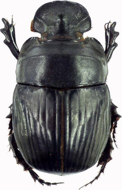 Catharsius obtusicornis 27521cz28.jpg Catharsius obtusicornis 27521cz28.jpg