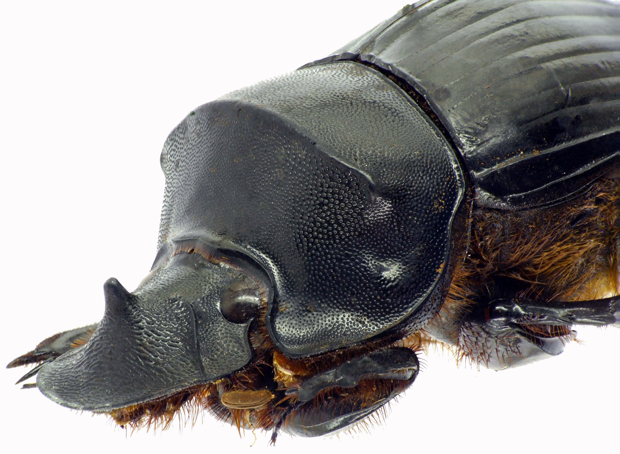 Catharsius obtusicornis 27529cz35.jpg