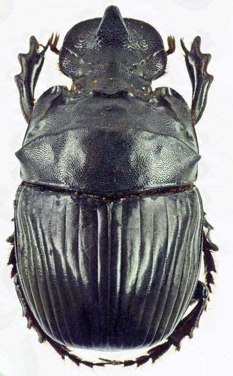 Catharsius obtusicornis 27502cz09.jpg