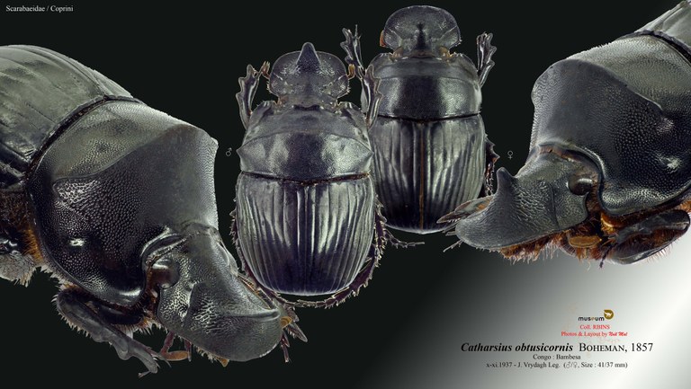 Catharsius obtusicornis.jpg