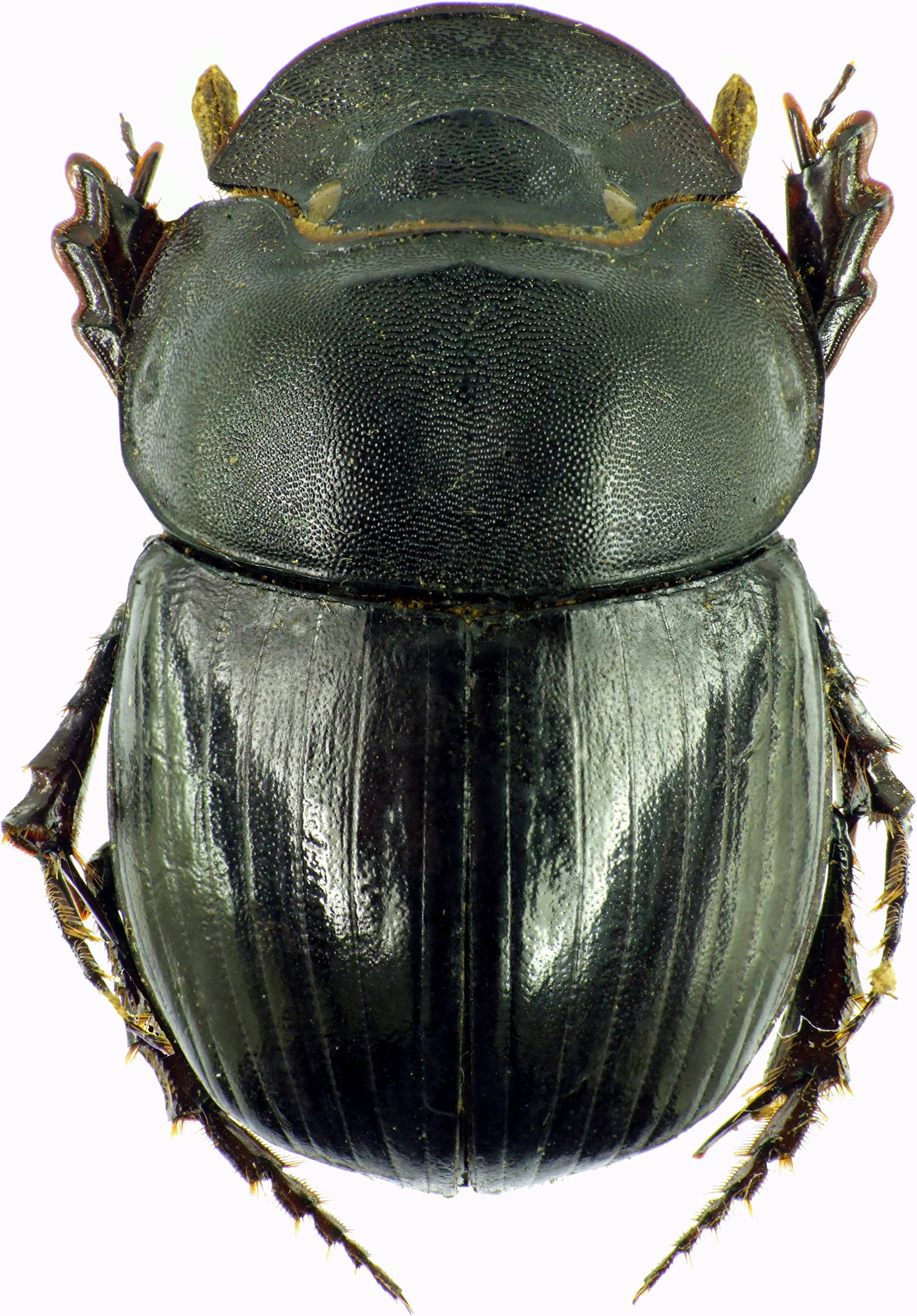 Catharsius phidias 27450cz55.jpg